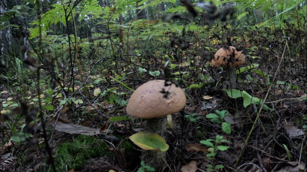 Оранжевые подосиновики. Нашел место, где растут классные грибы