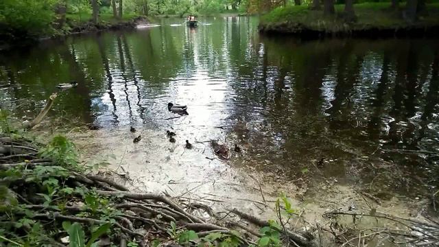 Елагин Остров Санкт Петербург