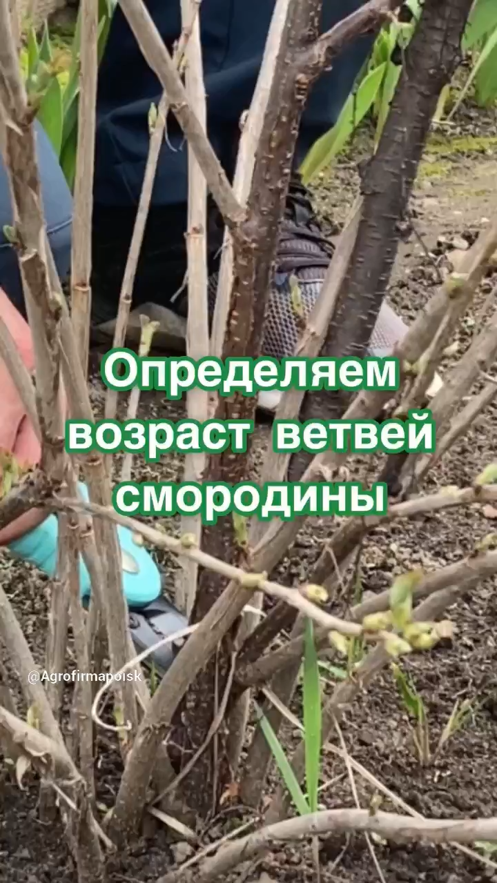 Не загубите смородину обрезкой! Правильная обрезка смородины весной: какие ветки обрезать.