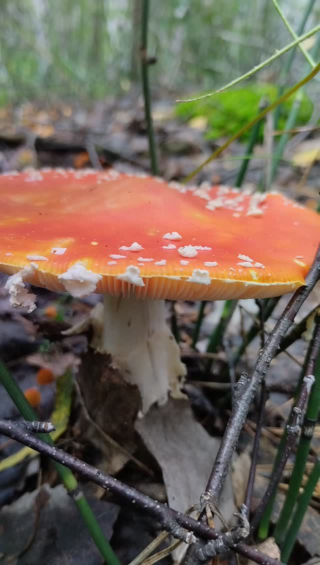 Мухоморы в лесу