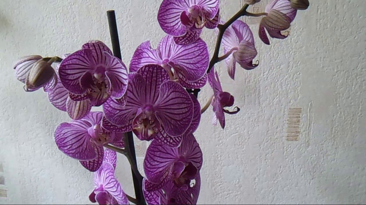 Пенопласт, керамзит или кора -что выбрать?