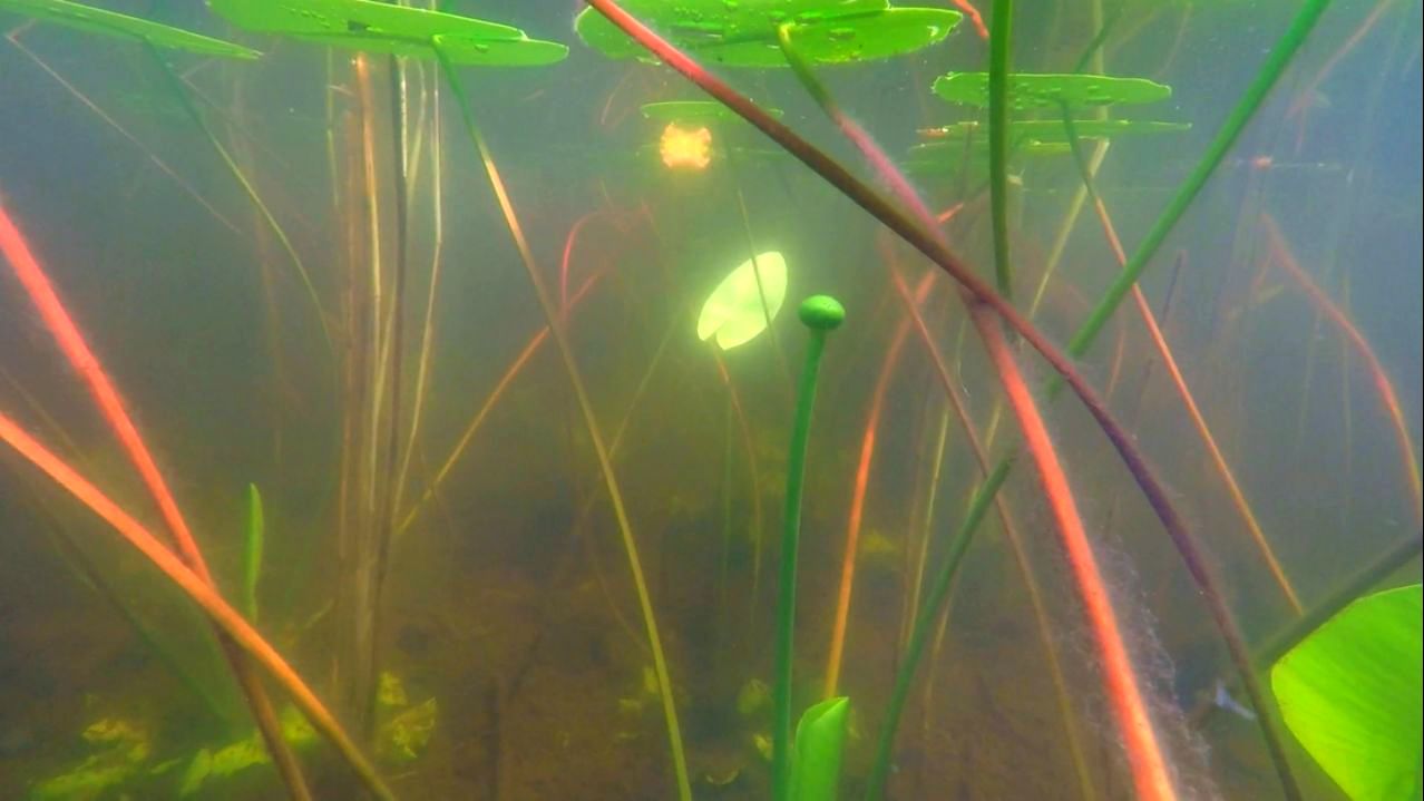 ПОДВОДНЫЙ МИР МЕЩЕРЫ (ОЗЕРО ЧЕРНЕНЬКОЕ)2023.06.26