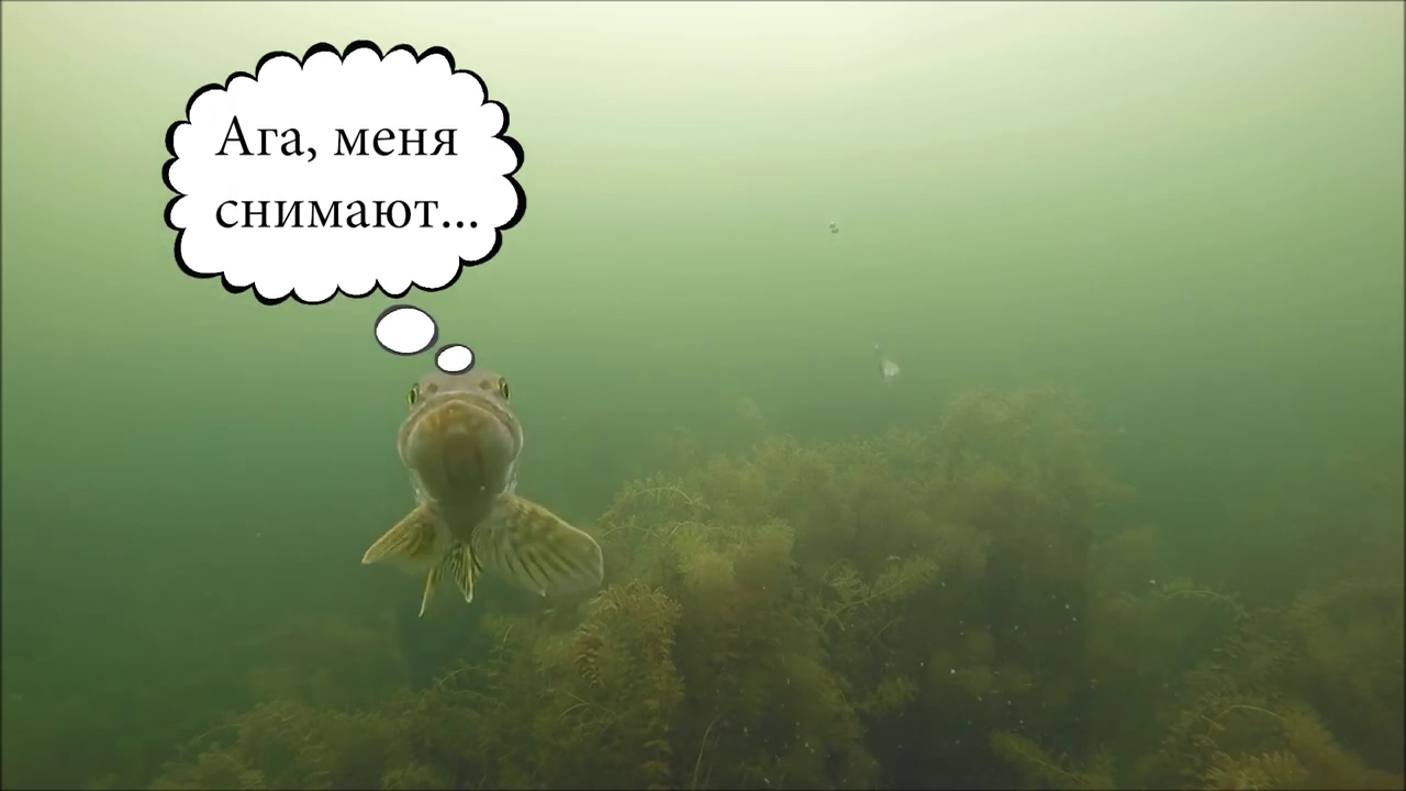 Рыбалка на жерлицы. Атаки щуки на мелководье.  Подводная камера.