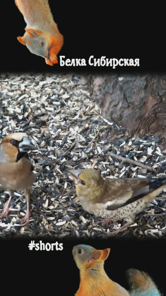 Дубонос кормит своего птенчика