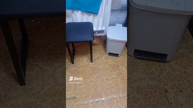 Охота на мышей