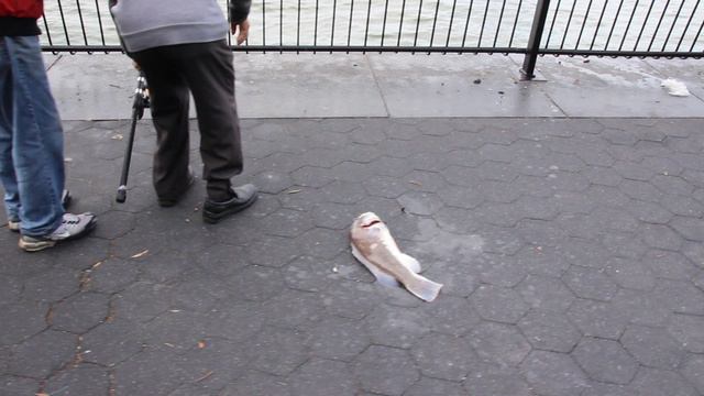 США. Нью-Йорк. Рыбалка на Гудзоне. Попытка №2 (Удачная).