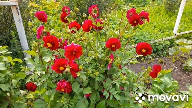 Джемпер крючком,продолжение. Огород в августе.