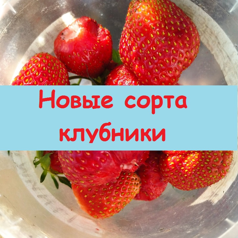 Клубника Эльсанта и Роксана - купила саженцы на замену погибшим, может быть, кто-то выращивал?