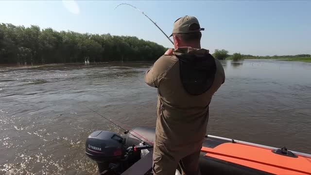 Вот это попали, таких рыб лучше не ловить вобще....Рыбалка на Амуре опасна.