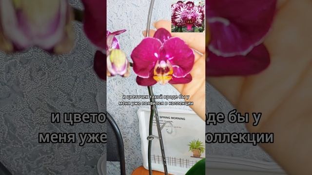 Расцвел совсем другой цветок?Так даже лучше!?Азиатский сорт #фаленопсис Lianher focus? #орхидеи