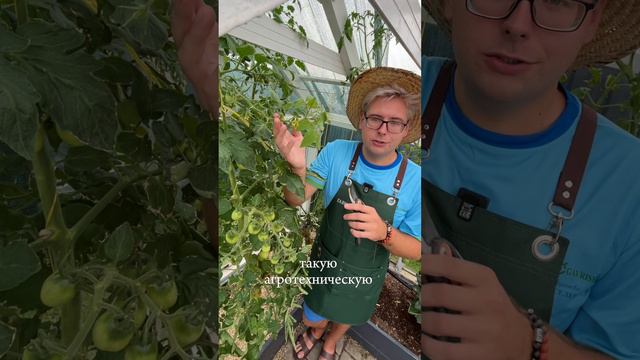 ПОВЫШАЕМ УРОЖАЙНОСТЬ ТОМАТОВ