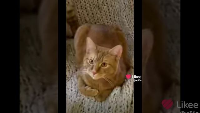 Эдит про ютубера Симбочку Пимпочку младшего