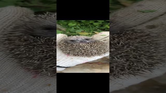 Маленький ежик