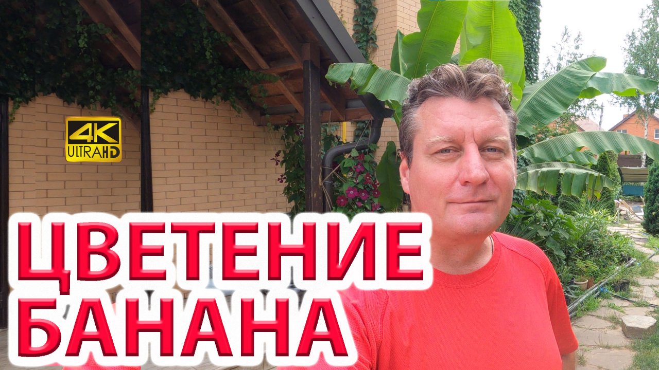 Цветение японского банана в Ростове-на-Дону