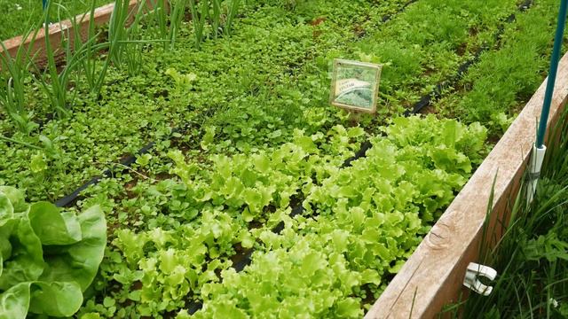 САЛАТ. ВЫРАЩИВАНИЕ.