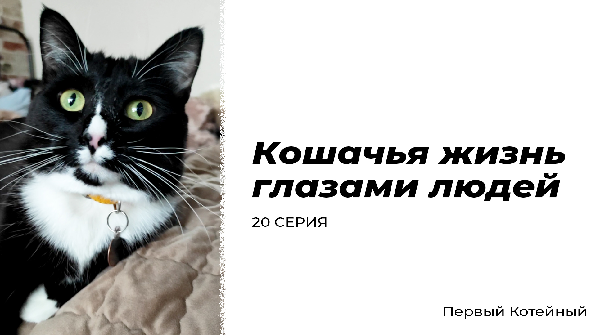 Кошачья жизнь глазами людей — 20 СЕРИЯ