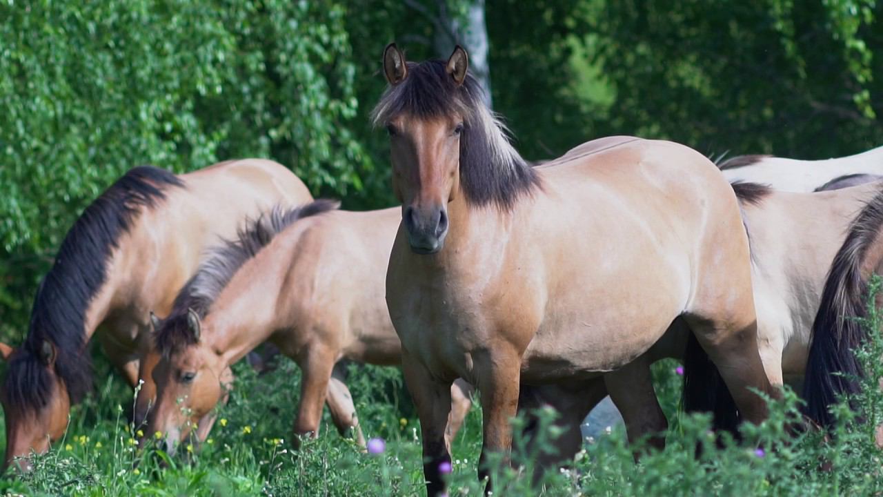 Природный парк "Олений"