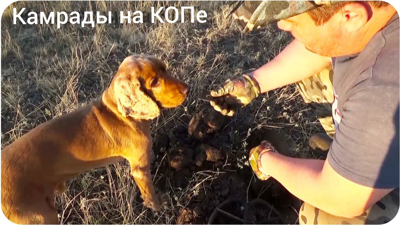 Ричард - король КОПа! Наш верный друг, соратник, камрад)) Поиск с металлоискателем.