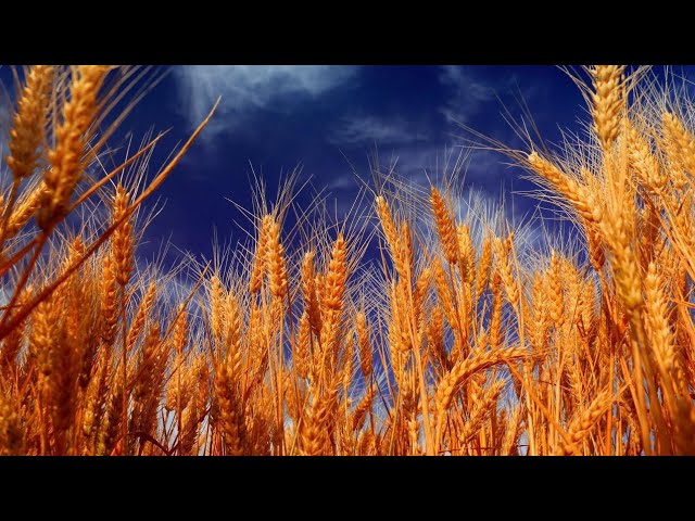 ПРИТЧА О РАЗУМНЫХ…