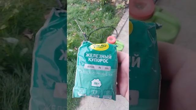 обработка винограда перед зимовкой