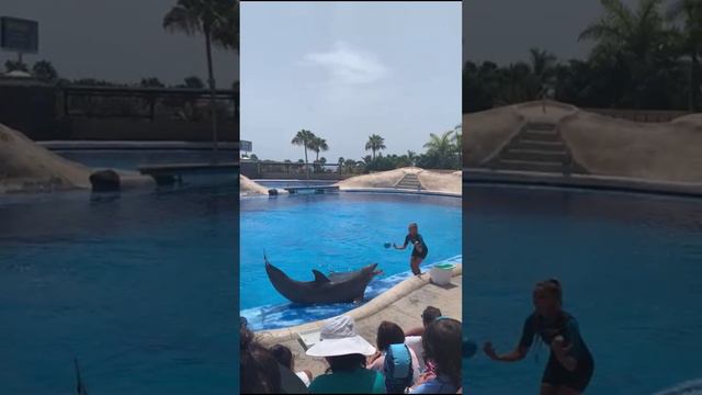 Шоу дельфинов. Тенерифе. Испания