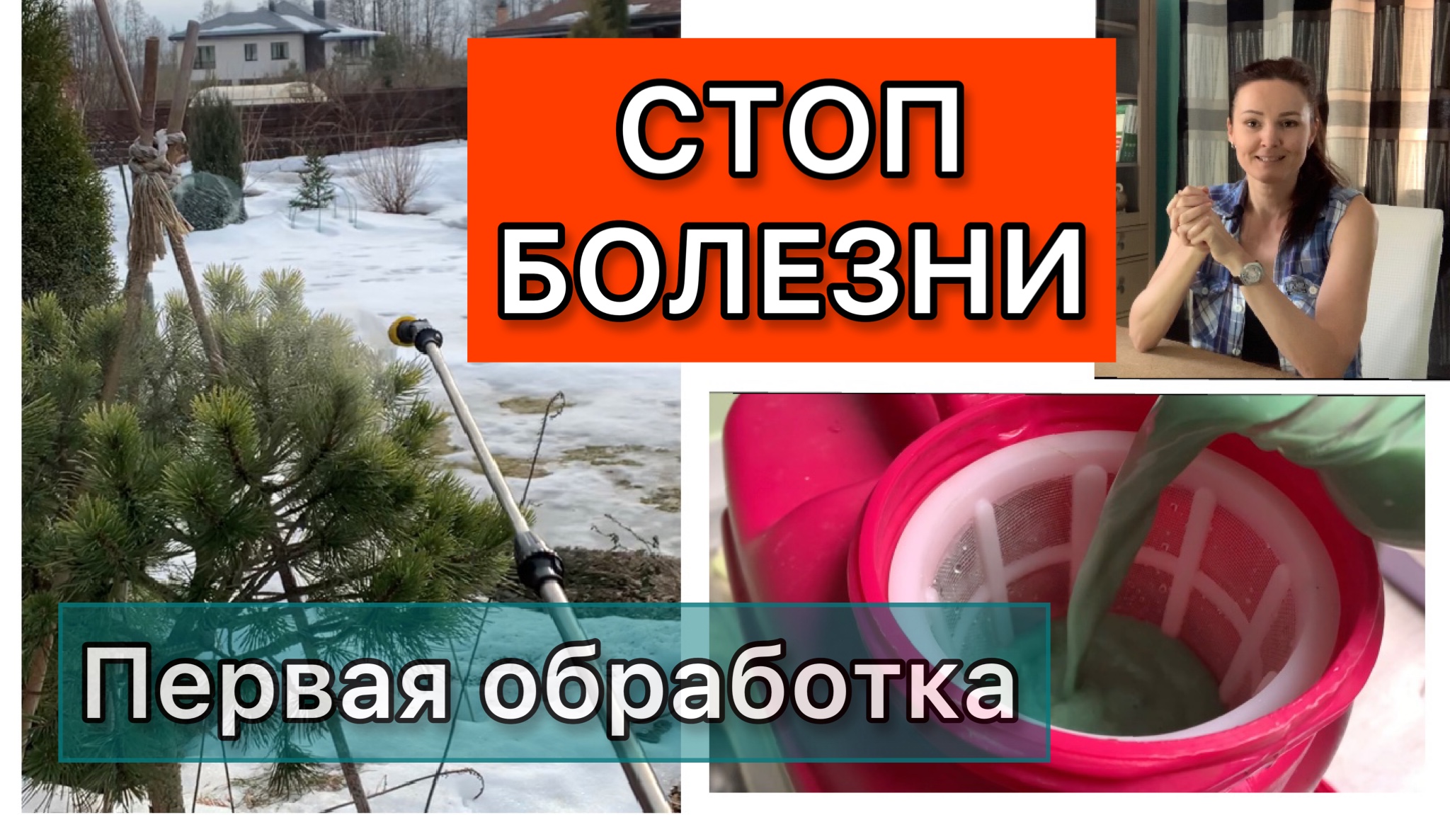 Обработка хвойных от болезней. Первая и самая важная. Весенние работы в саду. Дневник садовода