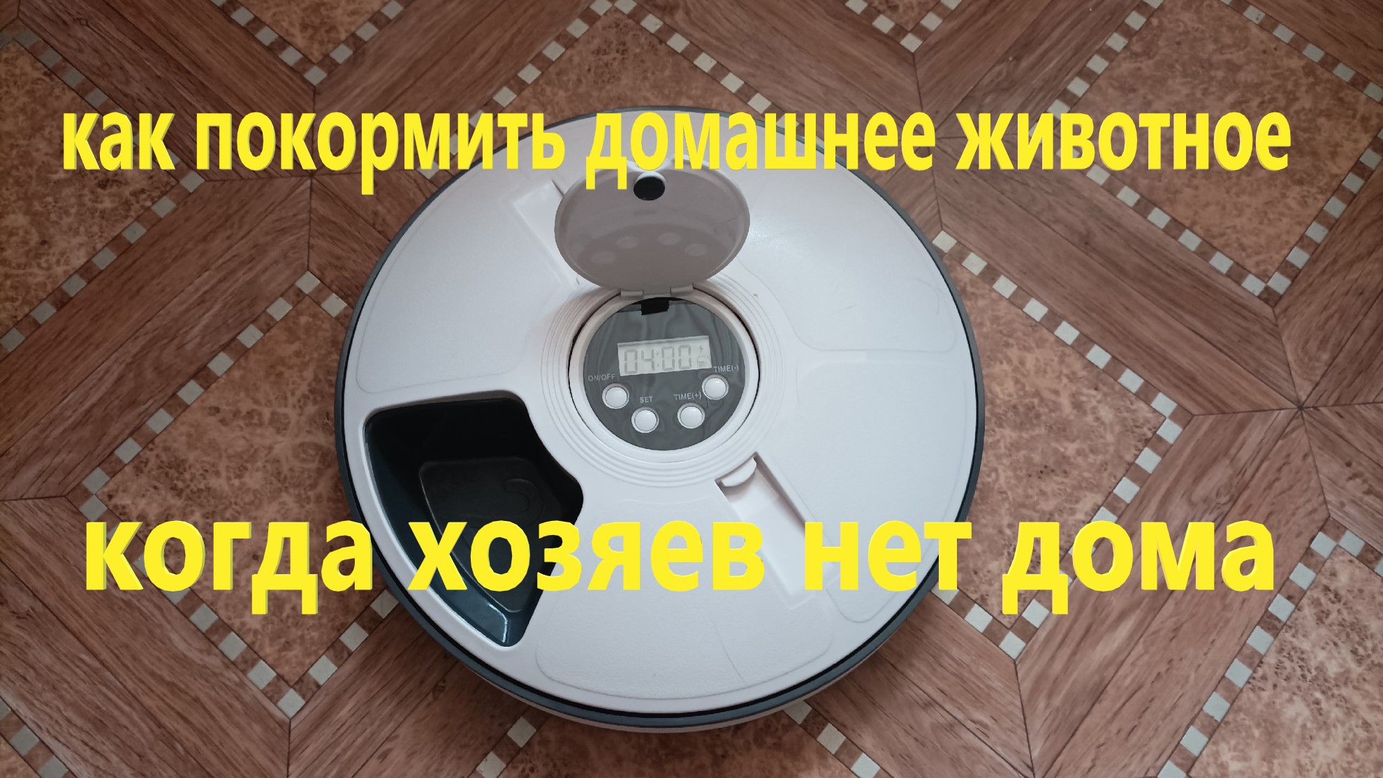 Как покормить домашнее животное, если хозяев нет дома.