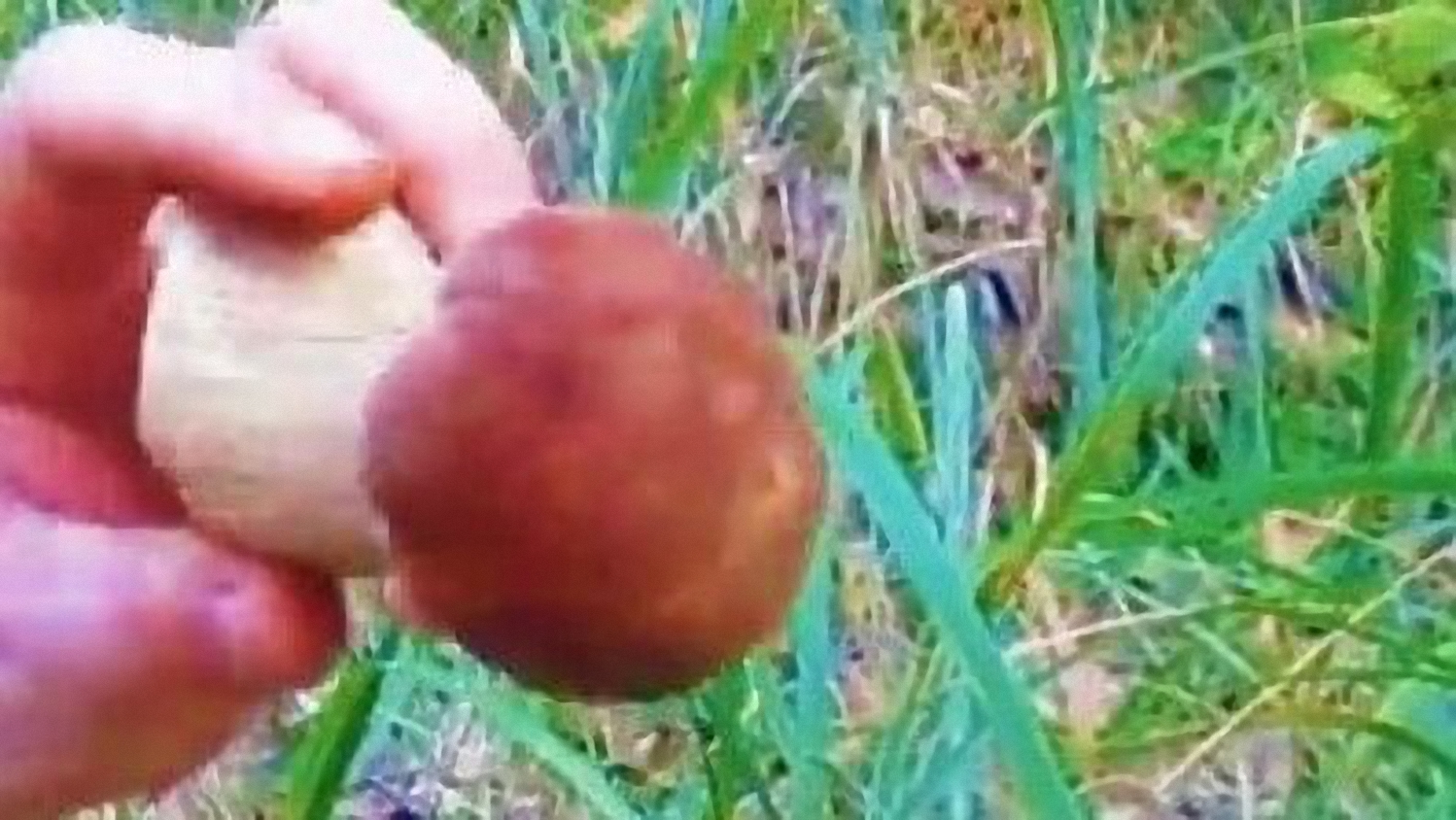 Поездка за грибами на наше любимое место