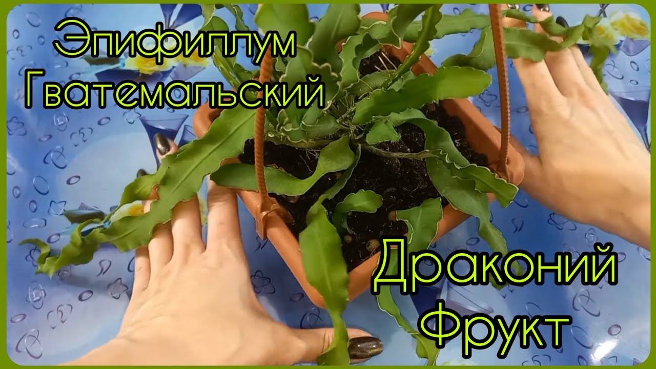 ЭПИФИЛЛУМ Гватемальский?Драконий Фрукт? лесной кактус?Пересадка?Быстрое размножение?Грунт?