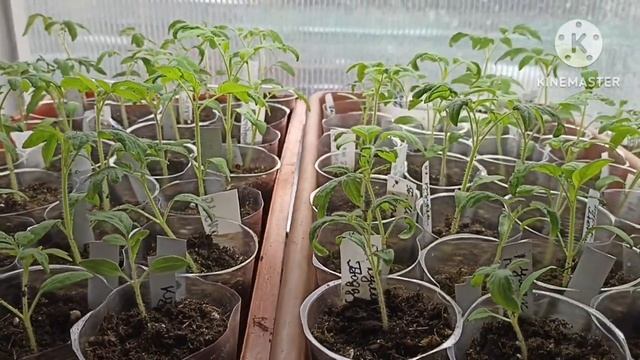 Правильно пикирую томаты.