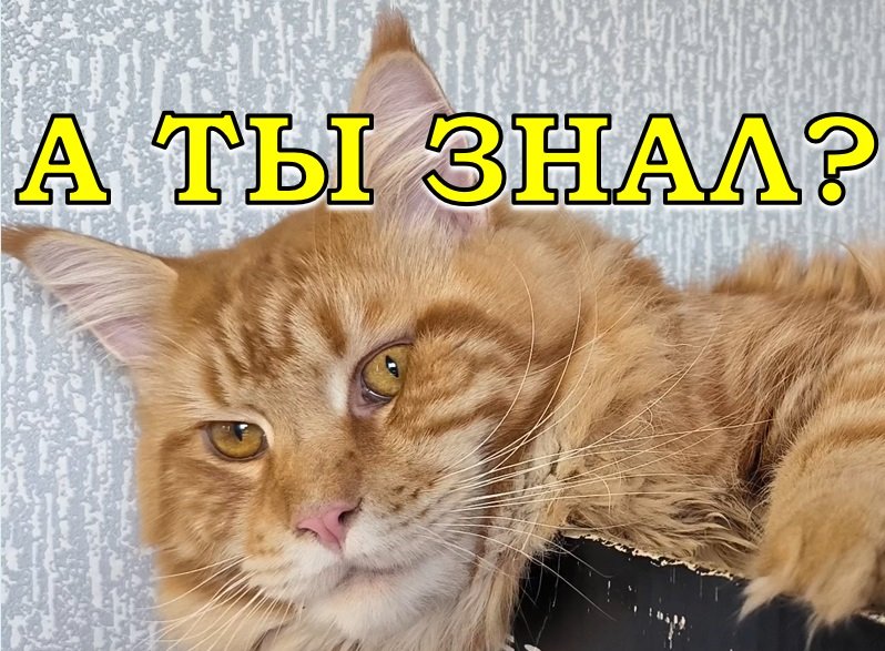 КОШАЧЬЕ имущество или личные вещи моих ХВОСТАТЫХ 🙀🐈😺