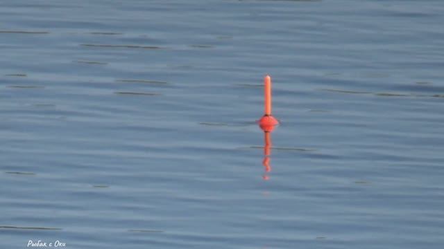 Сколько здесь рызной РЫБЫ! Рыбалка на ПОПЛАВОК!