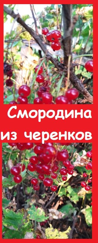 Смородина, выращенная ИЗ ЧЕРЕНКОВ ЗА ОДИН СЕЗОН, отлично перезимовала!
 #дача #огород #сад #garden