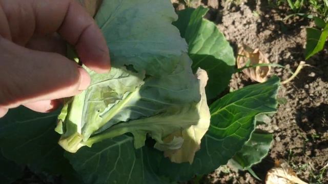 Капуста желтеет, рост прекращается- Фузариозное увядание капусты- опасное заболевание.