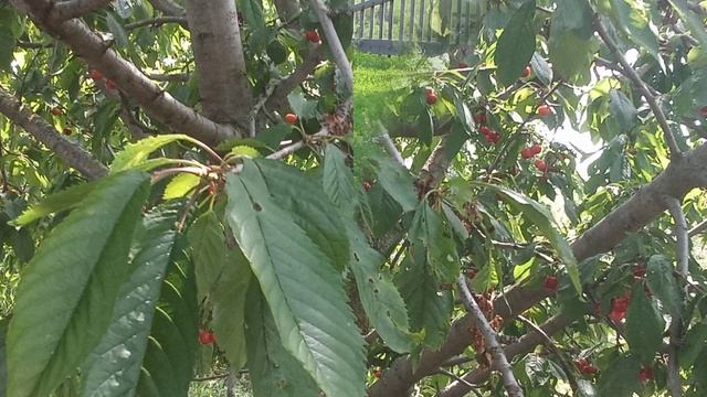 Природа родного края авт. Польная Е.Н.