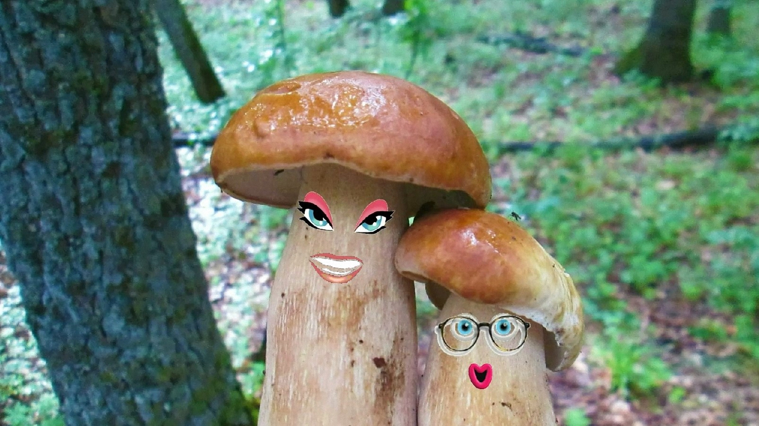 Анимация "Граждане-грибы! Попрошу минуточку внимания..."