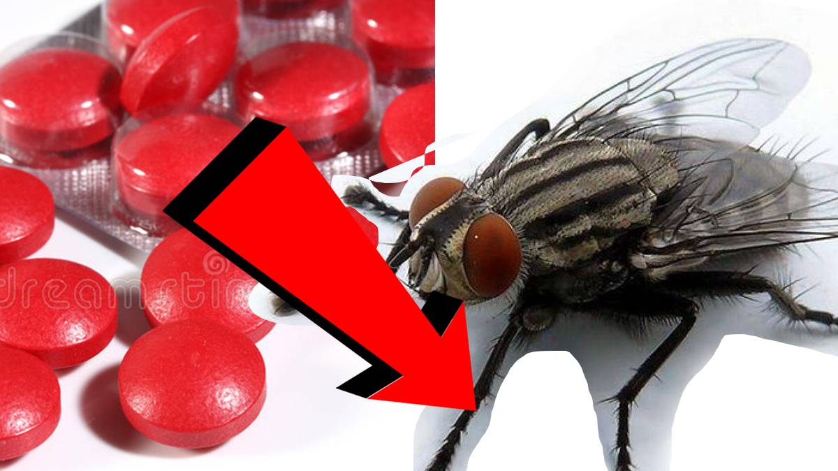 Как избавиться от мух за 3 секунды..!!.!!.!!.!!.!!