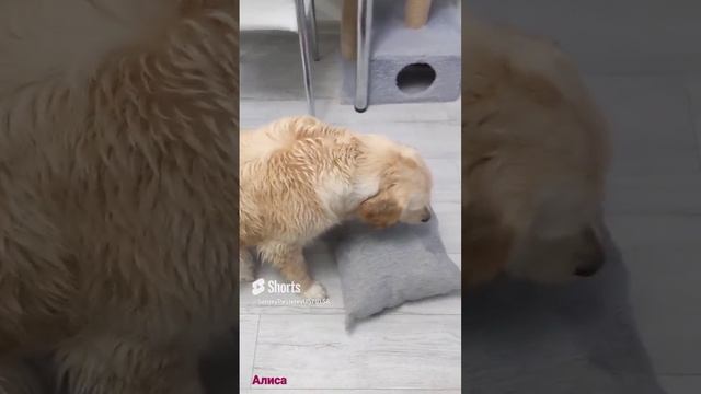 Подушка-лучшая подружка ... ?.mp4