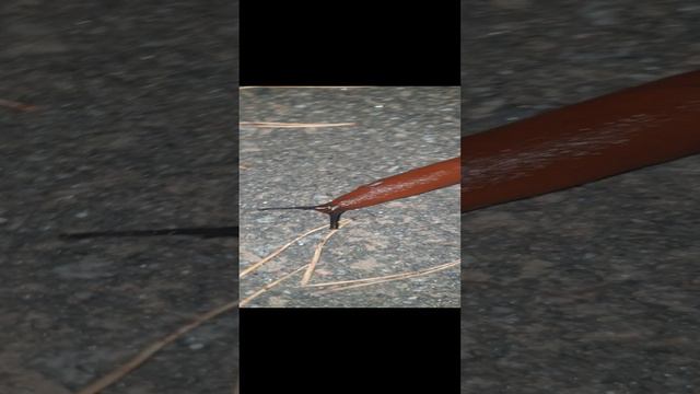 Здравствуй Слизняк Испанский, Я Алиса 😁😁