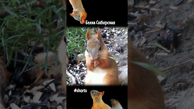 Молодая белка с травинкой