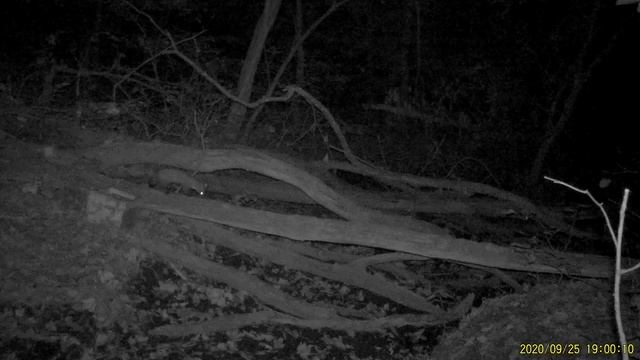 А вот и наши ночные гости!