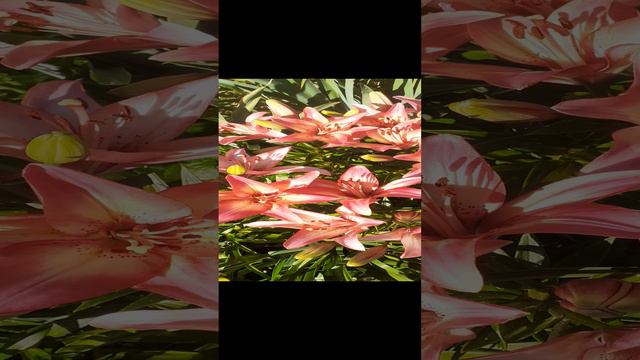 лилия РОЯЛ ПРЕЗЕНТ