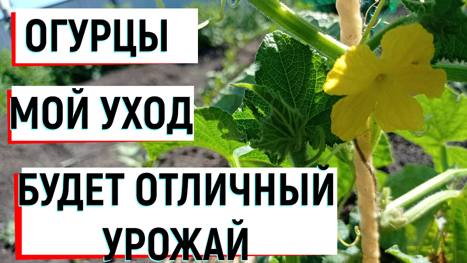 #огурцыОГУРЦЫ.Будет отличный урожай!#огурцыуходвоткрытомгрунте#огурцыподкормка#огурцыудобрение#огурц