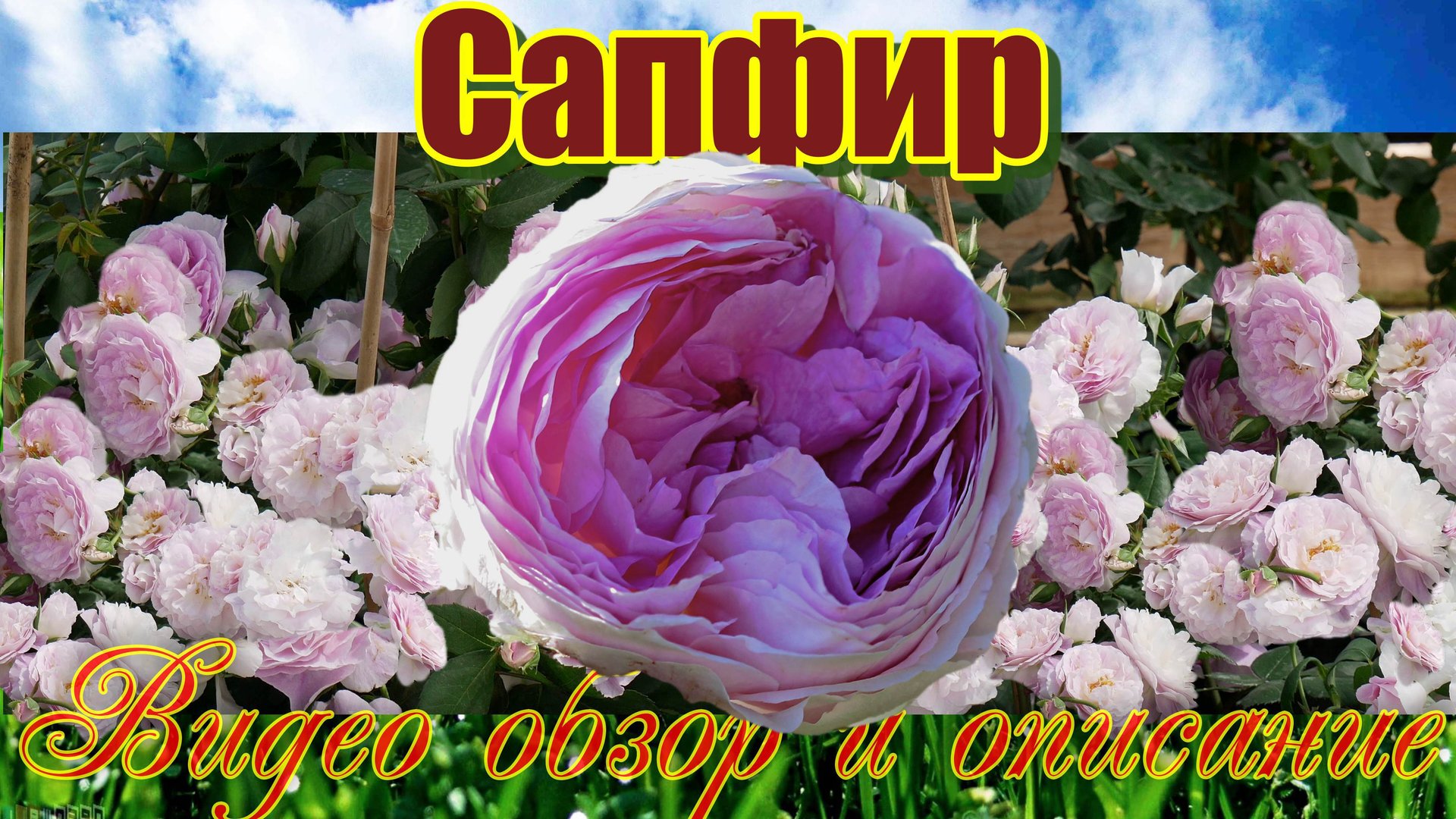 Роза Сапфир (Шраб) - Saphir (Tantau  2015)