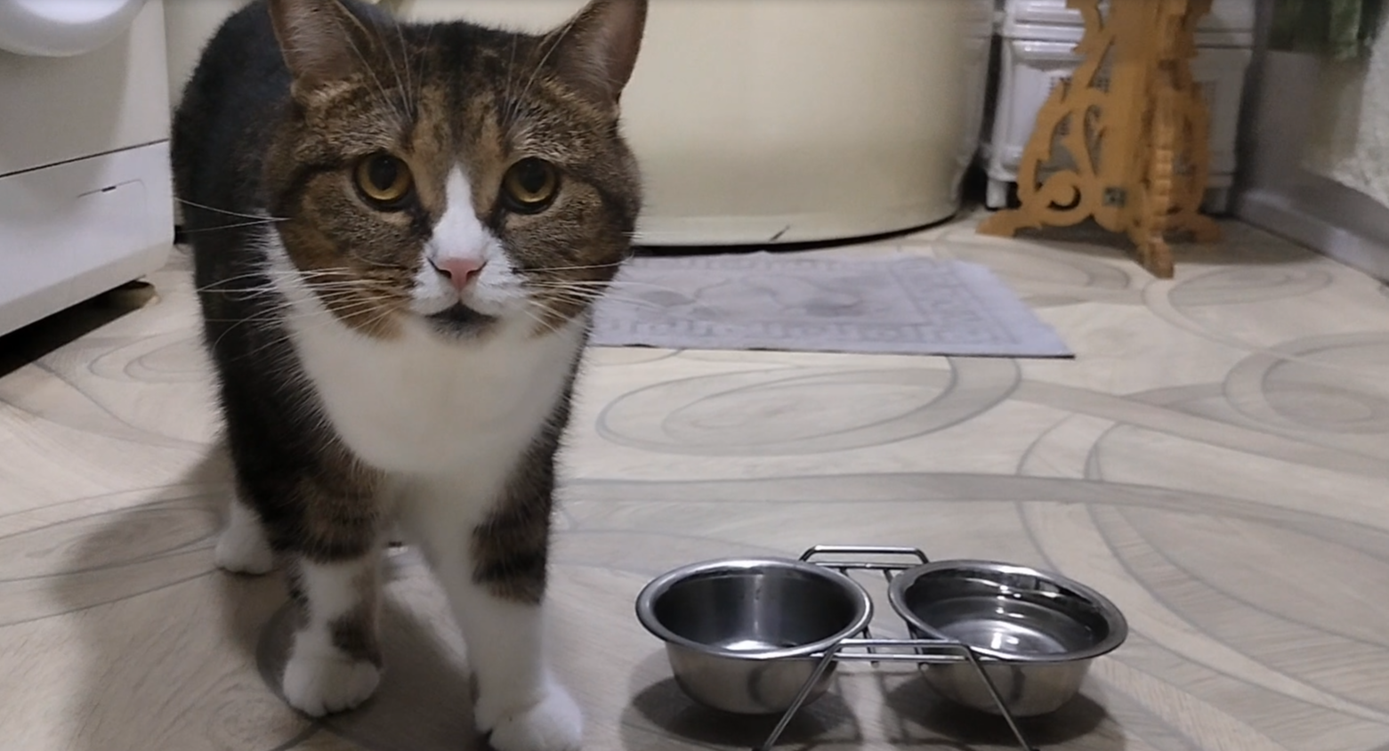 Британский кот завтракает