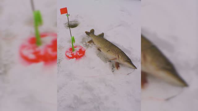 Вспоминая зиму (сезон 2023-24г.)!