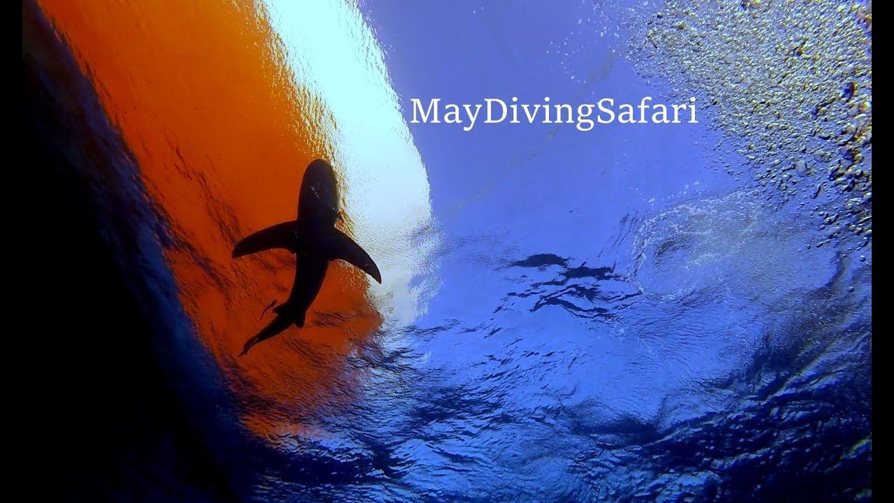 Красное Море Дальнего Юга. Трейлер