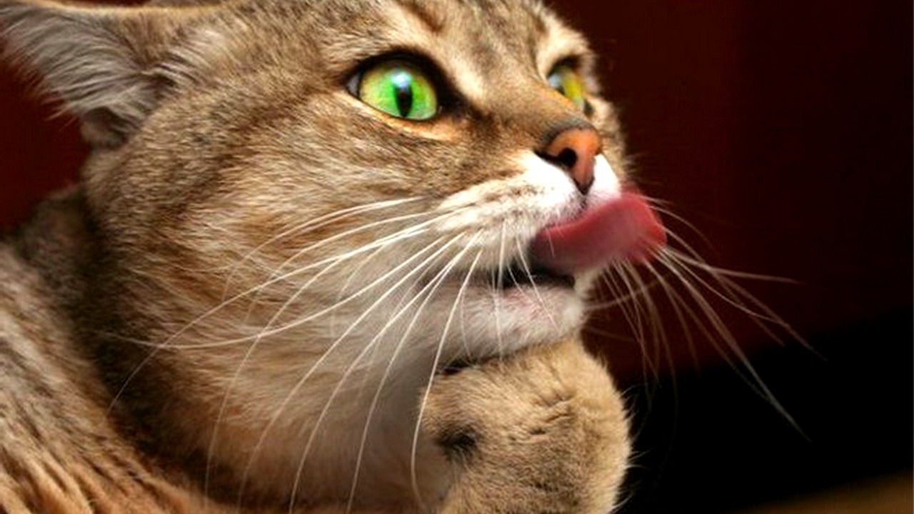 Самые смешные видео приколы с животными! Видео с котиками и собаками 2022 №11