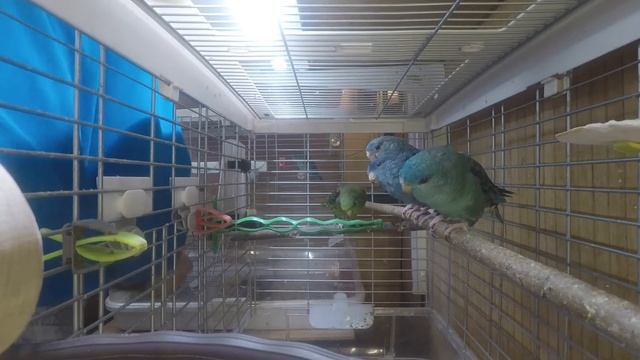 Bolborhynchus lineola, Forpus passerinus