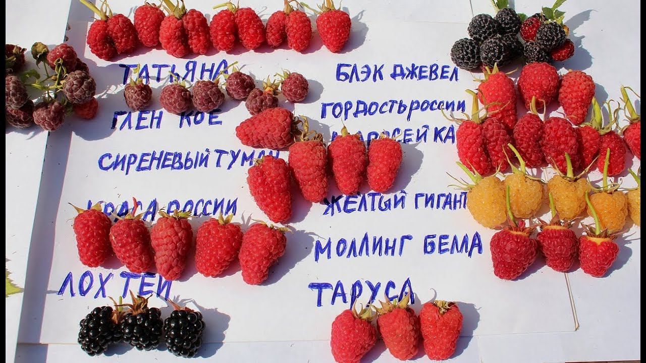 МАЛИНА ЛУЧШИЕ СОРТА